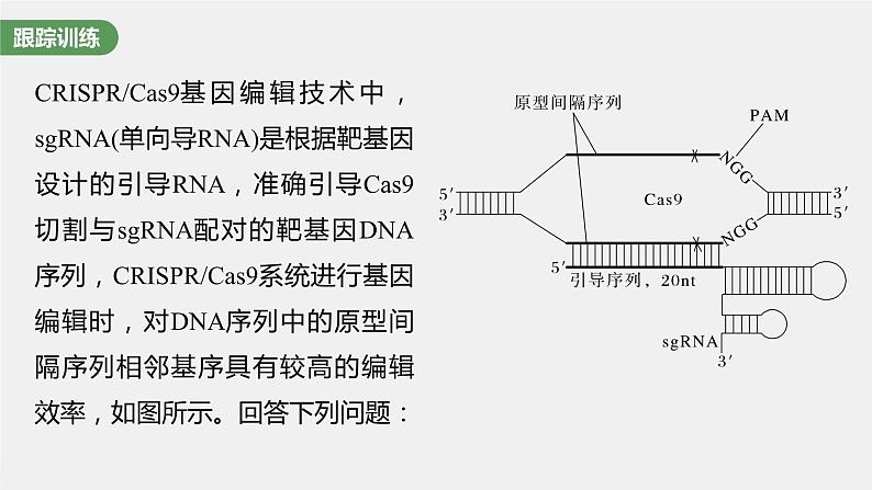 2024年高考生物一轮复习（新人教版） 第10单元　解惑练5　CRISPR Cas9技术08