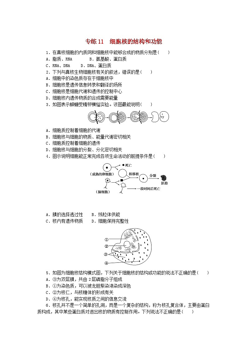 新高考2024版高考生物一轮复习微专题小练习专练11细胞核的结构和功能第1页