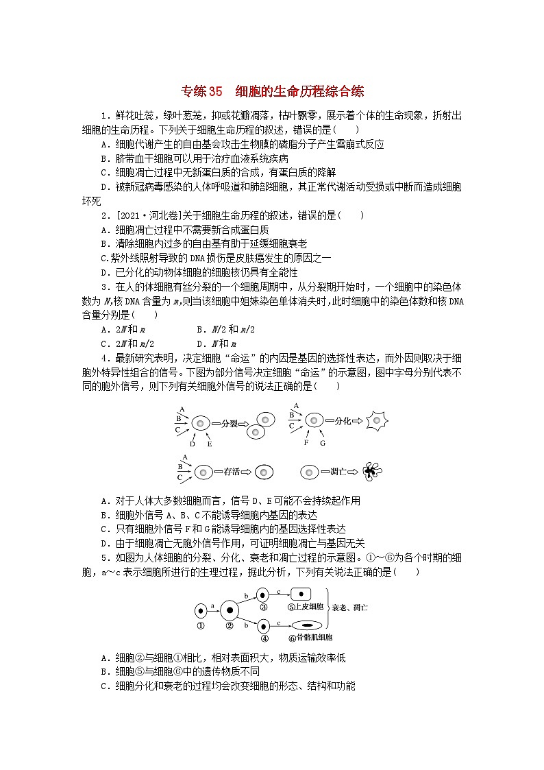 新高考2024版高考生物一轮复习微专题小练习专练35细胞的生命历程综合练第1页