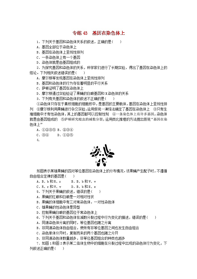 新高考2024版高考生物一轮复习微专题小练习专练43基因在染色体上第1页