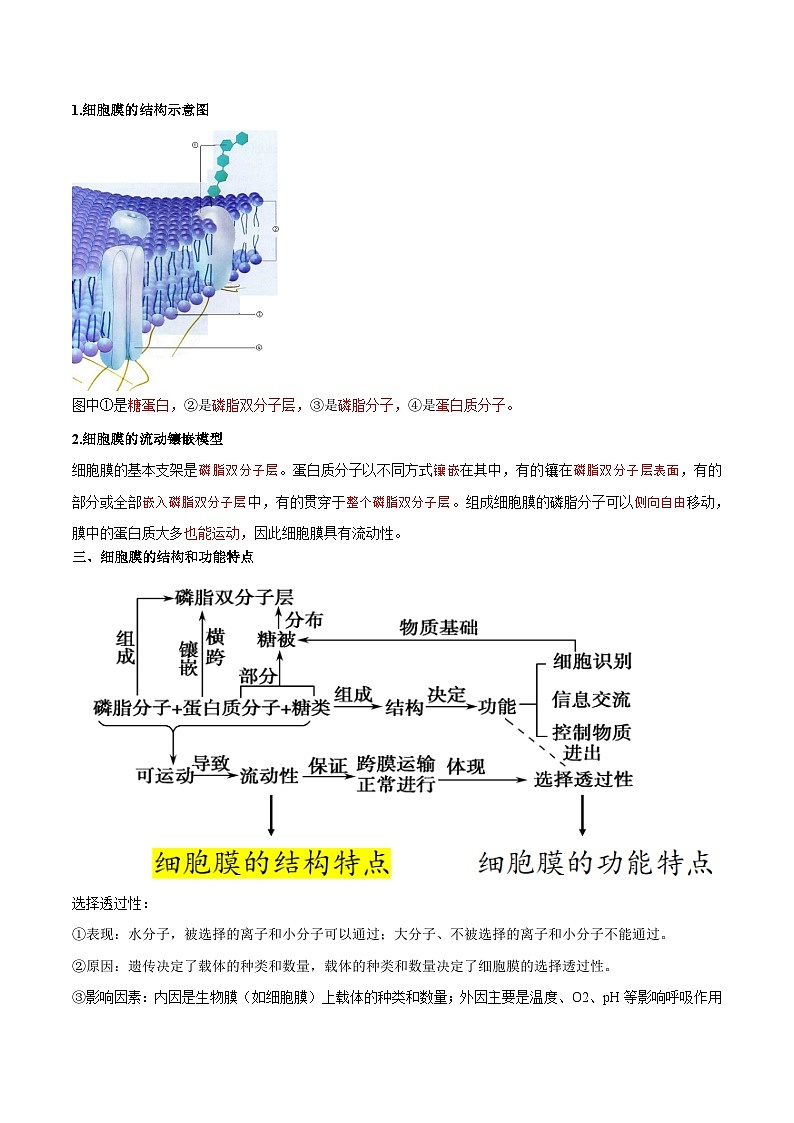 【暑假初升高】人教版生物初三（升高一）暑假预习-（必修1）第07讲 细胞膜的流动镶嵌模型 讲学案 （原卷版）第2页