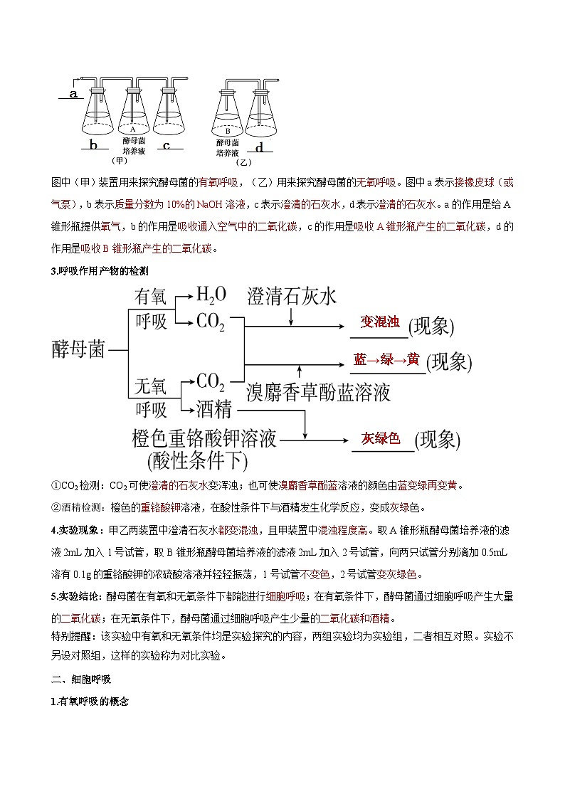 【暑假初升高】人教版生物初三（升高一）暑假预习-（必修1）第14讲 细胞呼吸的原理和应用  讲学案02