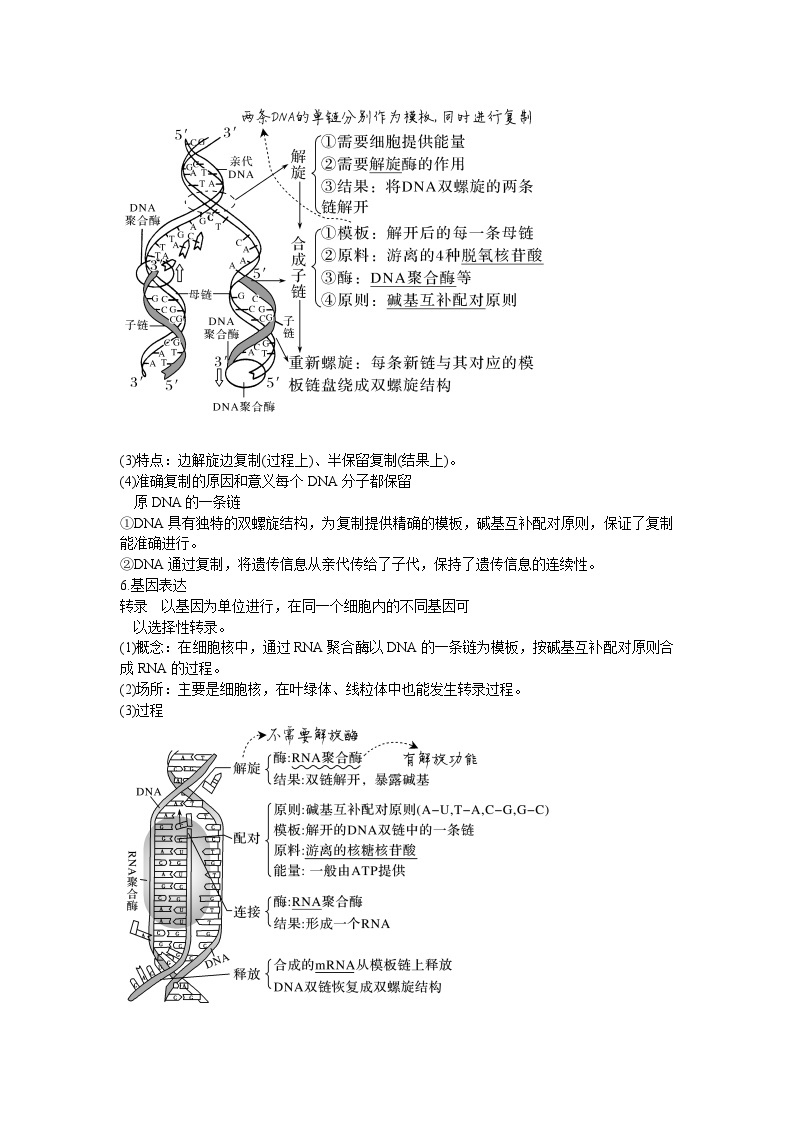 【暑假复习】人教版2019生物高一（升高二）暑假复习-（必修2）第4讲 基因的结构和功能、基因的复制和表达 讲学案03