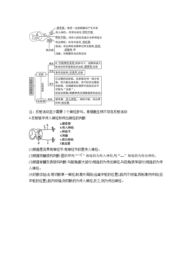 【暑假预习】人教版2019生物高一（升高二）暑假预习-（选修1）第2讲 神经调节之神经元结构、反射弧结构 讲学案02