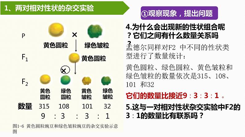 1.2孟德尔的豌豆杂交实验（二）（第1课时）课件PPT第7页