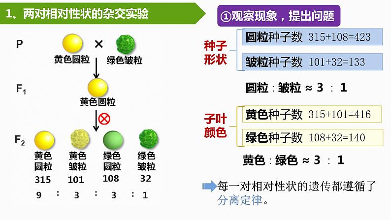 1.2孟德尔的豌豆杂交实验（二）（第1课时）课件PPT第8页