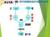 2.1减数分裂和受精作用（一）（第1-2课时）课件PPT