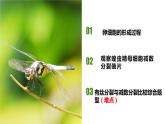 2.1减数分裂和受精作用（一）（第3-4课时）课件PPT