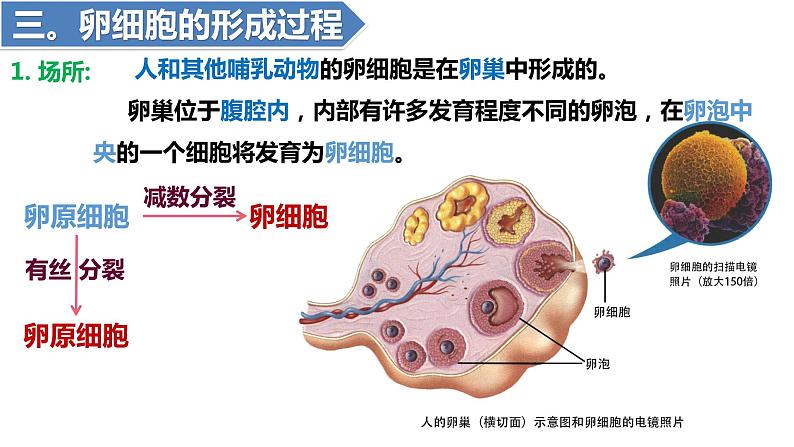 2.1减数分裂和受精作用（一）（第3-4课时）课件PPT03