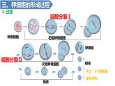 2.1减数分裂和受精作用（一）（第3-4课时）课件PPT