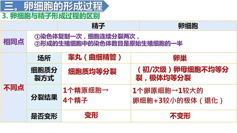 2.1减数分裂和受精作用（一）（第3-4课时）课件PPT05