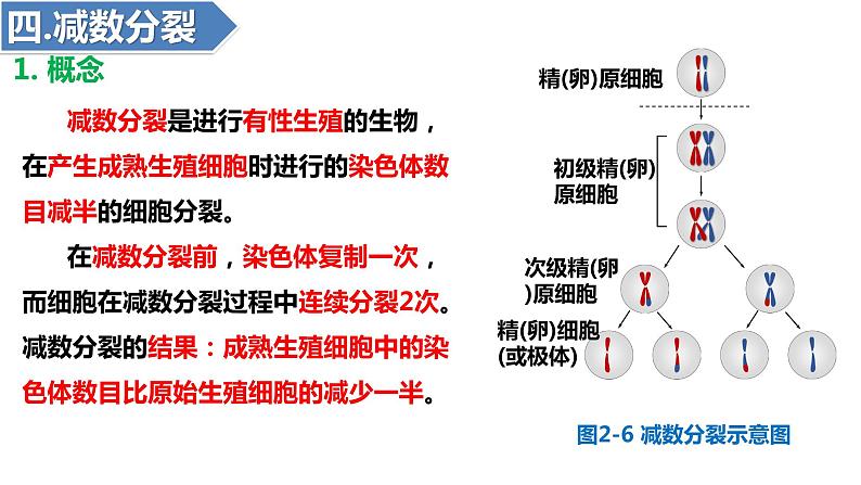 2.1减数分裂和受精作用（一）（第3-4课时）课件PPT06