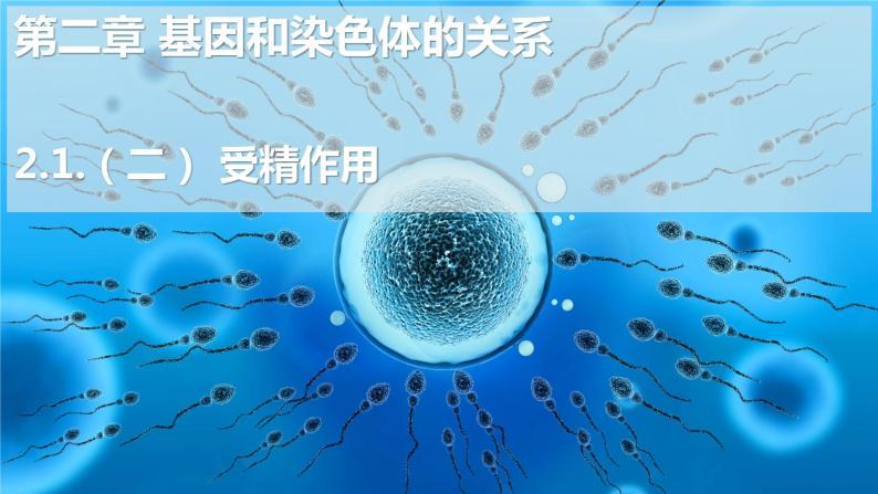 高中生物人教版 (2019)必修2《遗传与进化》二 受精作用课文内容ppt课件-教习网|课件下载