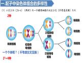 2.1受精作用（二）（1课时）课件PPT