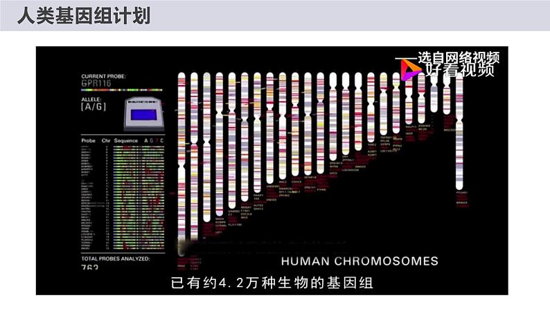 2.2基因在染色体上（2课时）课件PPT02