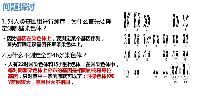 2.2基因在染色体上（2课时）课件PPT03