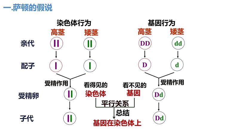 2.2基因在染色体上（2课时）课件PPT07