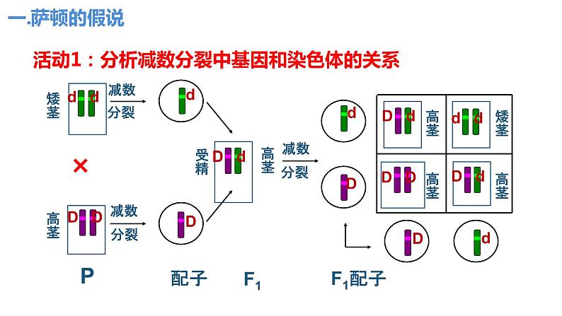 2.2基因在染色体上（2课时）课件PPT08