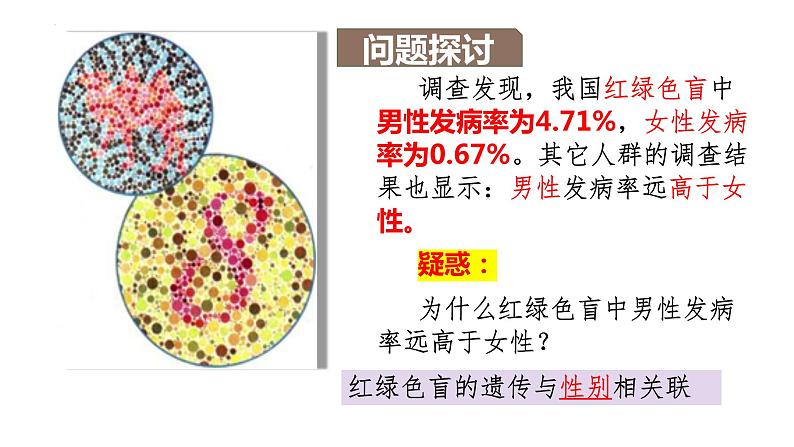 2.3伴性遗传（2.5课时）课件PPT04