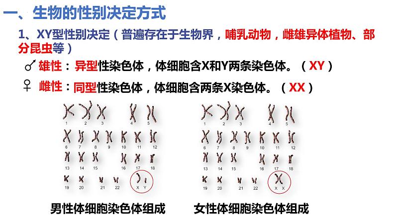 2.3伴性遗传（2.5课时）课件PPT08