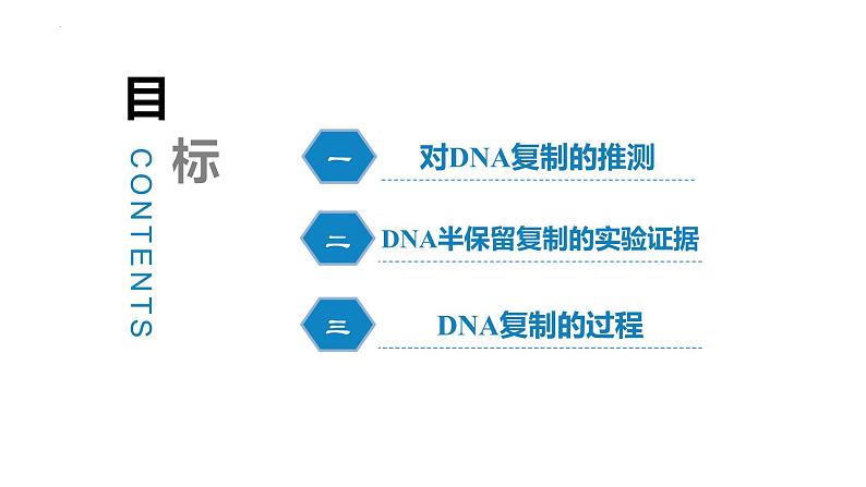 3.3DNA的复制(3课时）课件PPT03