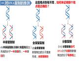 3.3DNA的复制(3课时）课件PPT