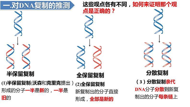 3.3DNA的复制(3课时）课件PPT04