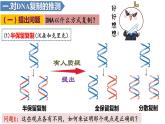 3.3DNA的复制(3课时）课件PPT