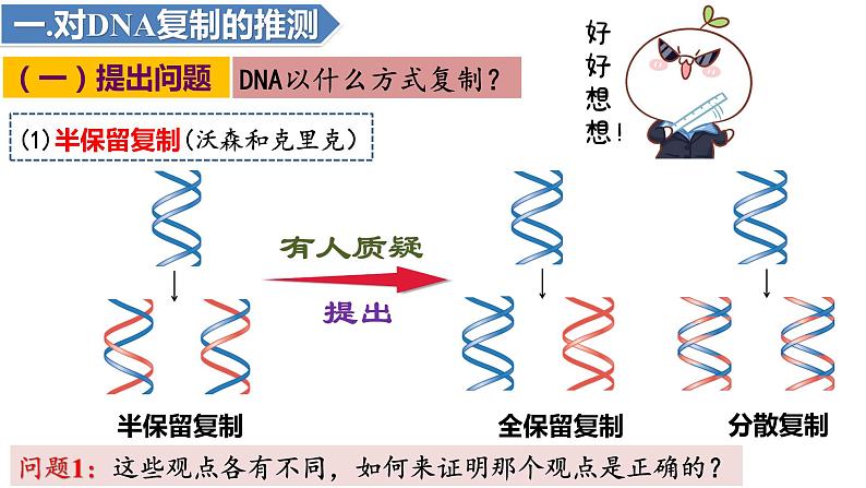 3.3DNA的复制(3课时）课件PPT05