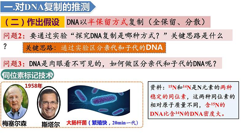 3.3DNA的复制(3课时）课件PPT06