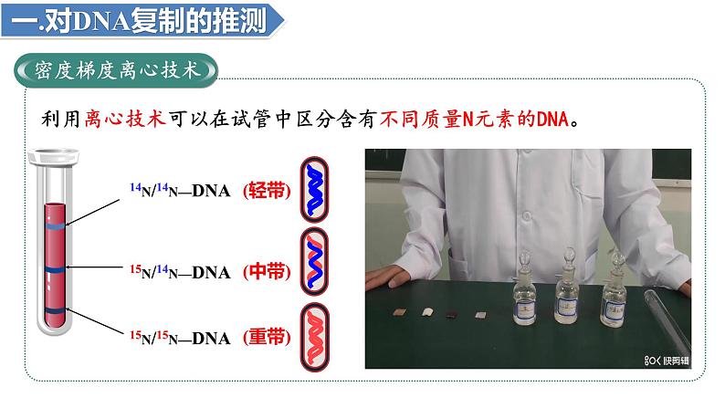 3.3DNA的复制(3课时）课件PPT07