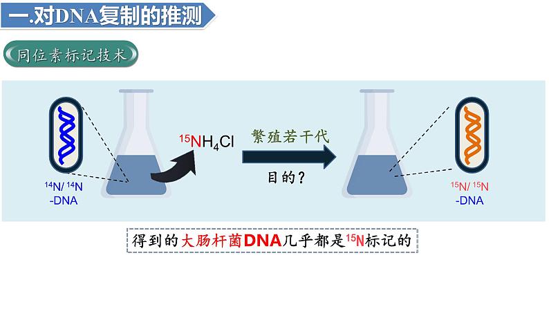 3.3DNA的复制(3课时）课件PPT08