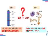 3.4基因通常是有遗传效应的DNA片段（1课时）课件PPT
