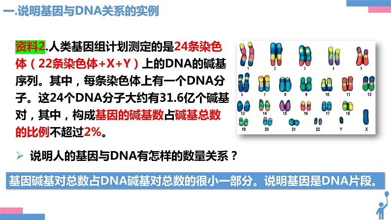 3.4基因通常是有遗传效应的DNA片段（1课时）课件PPT07