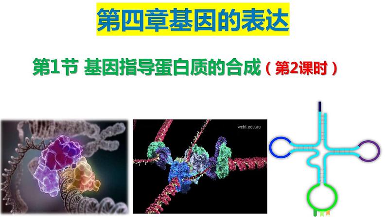 4.1基因指导蛋白质的合成（第2课时）课件PPT01