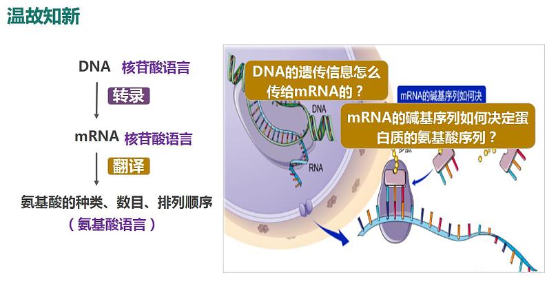 4.1基因指导蛋白质的合成（第2课时）课件PPT03