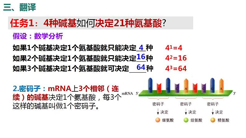 4.1基因指导蛋白质的合成（第2课时）课件PPT05