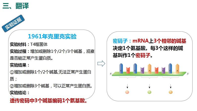 4.1基因指导蛋白质的合成（第2课时）课件PPT06