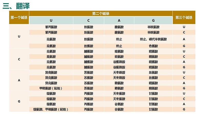 4.1基因指导蛋白质的合成（第2课时）课件PPT08