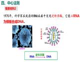 4.1基因指导蛋白质的合成（第3课时）课件PPT