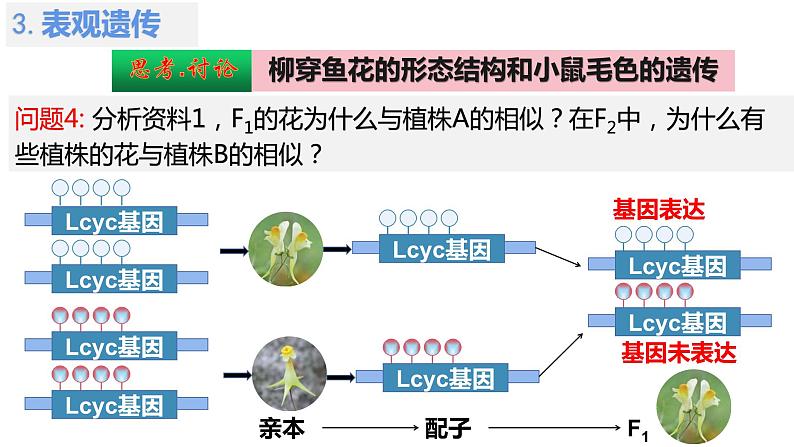 4.2基因表达与性状的关系（第2课时）课件PPT07