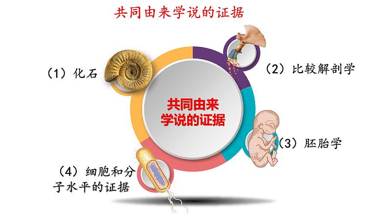 6.1生物有共同祖先的证据（1课时）课件PPT第7页