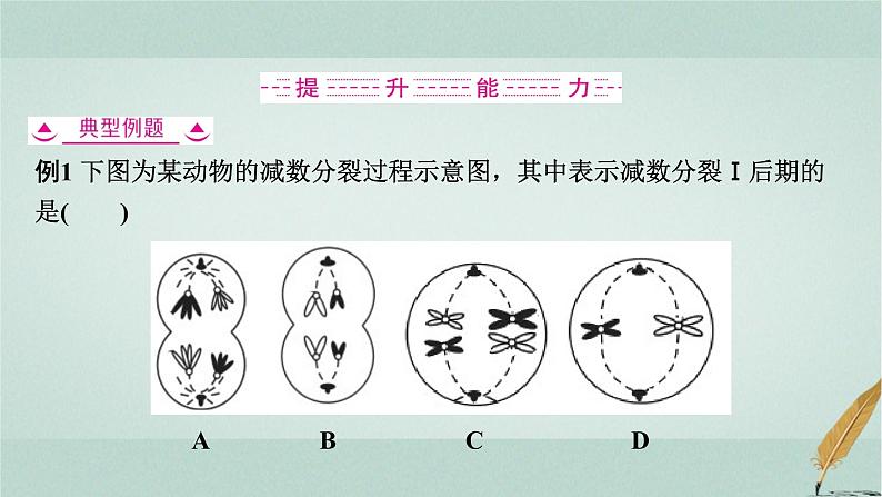 普通高中生物学业水平合格性考试复习第六章遗传的细胞基础课件第5页