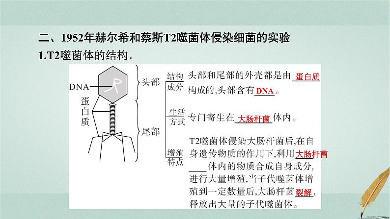 普通高中生物学业水平合格性考试复习第七章遗传的分子基础课件第8页