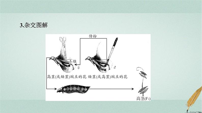 普通高中生物学业水平合格性考试复习第八章遗传的基本规律课件第5页