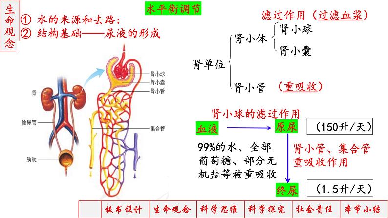 2023届高三生物一轮复习课件神经调节神经-体液调节3第6页