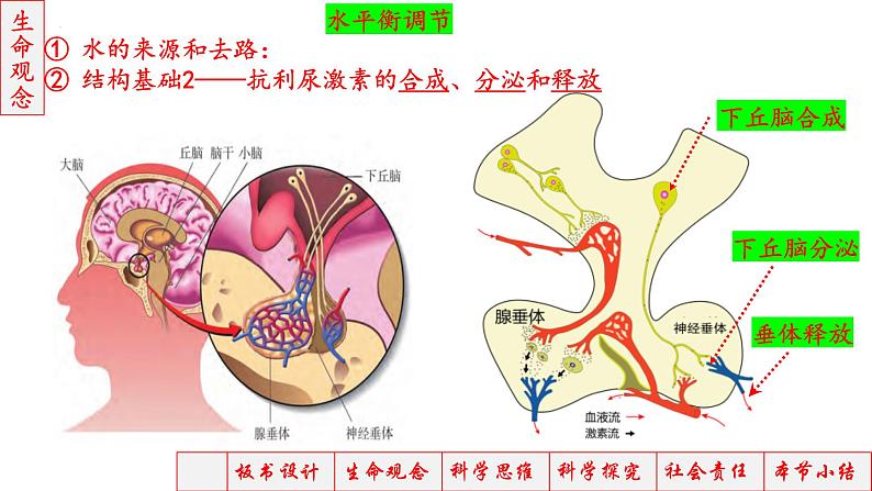 2023届高三生物一轮复习课件神经调节神经-体液调节3第7页