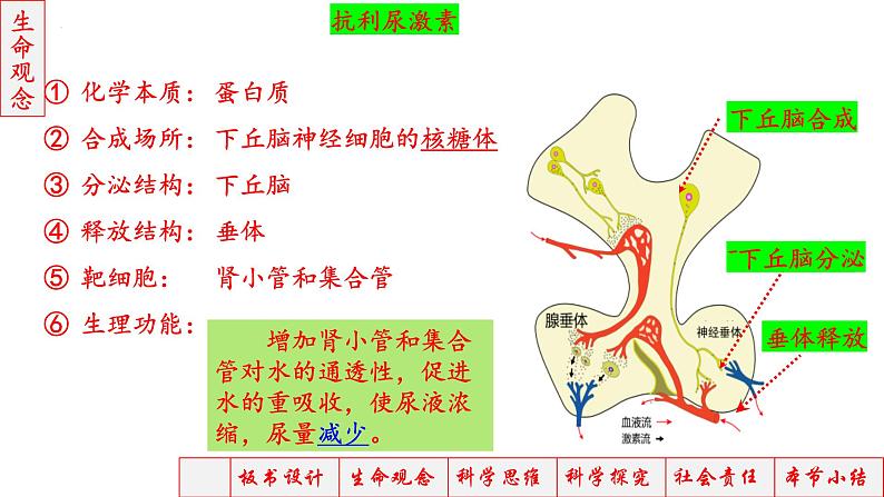 2023届高三生物一轮复习课件神经调节神经-体液调节3第8页