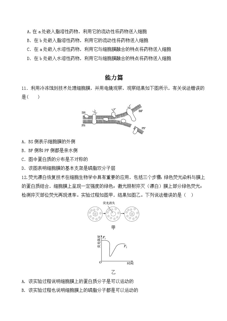 人教版2019必修一高中生物学3.1《细胞膜的结构和功能》课件+同步分层练习03