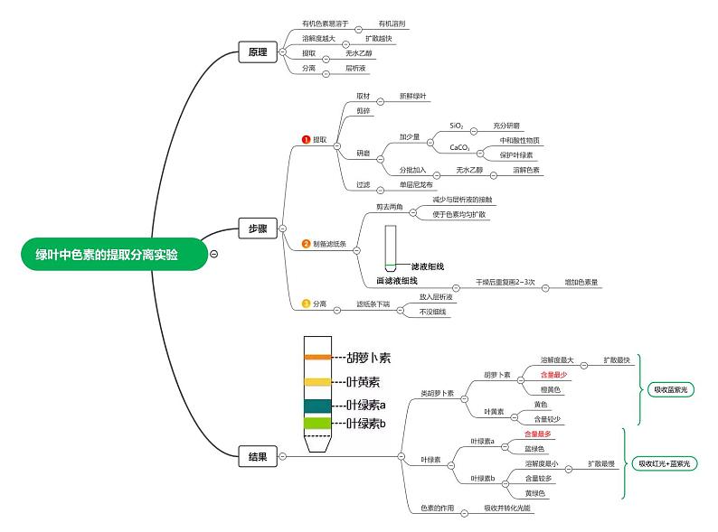 【思维导图】（人教版2019）高中生物必修1 - 5.4.2《色素提取分离实验》章节思维导图第1页